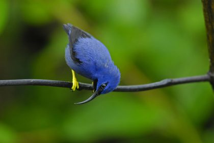 Purple Honeycreeper (Cyanerpes caeruleus)