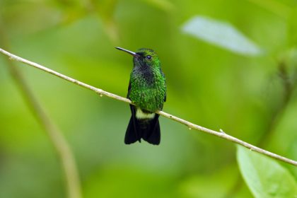 Blue-chinned Sapphire (Chlorestes notata)