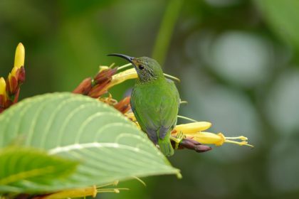 Purple Honeycreeper (Cyanerpes caeruleus)