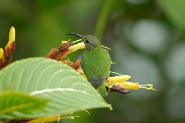 Purple Honeycreeper (Cyanerpes caeruleus)