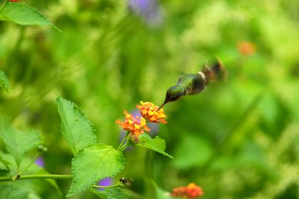 Tufted Coquette (Lophornis ornatus)