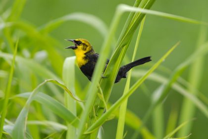 Yellow-hooded Blackbird (Chrysomus icterocephalus) Trinidad