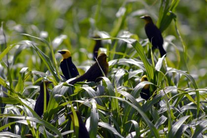 Yellow-hooded Blackbird (Chrysomus icterocephalus)