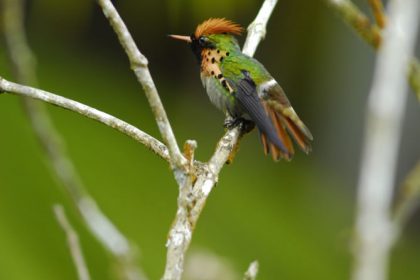 Tufted Coquette (Lophornis ornatus)