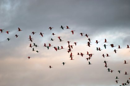Scarlet Ibis (Eudocimus ruber)