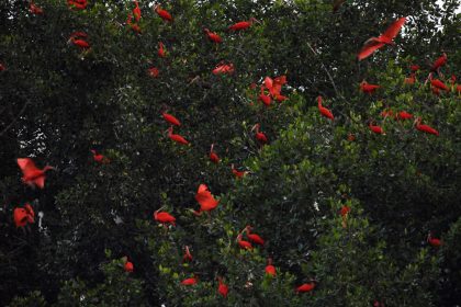 Scarlet Ibis (Eudocimus ruber)