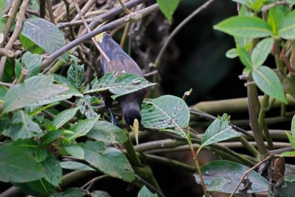 Crested Oropendola (Psarocolius decumanus)