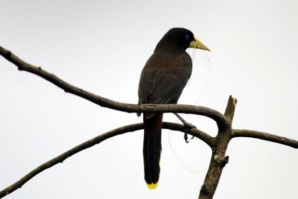 Crested Oropendola (Psarocolius decumanus)