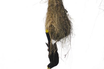 Crested Oropendola (Psarocolius decumanus)