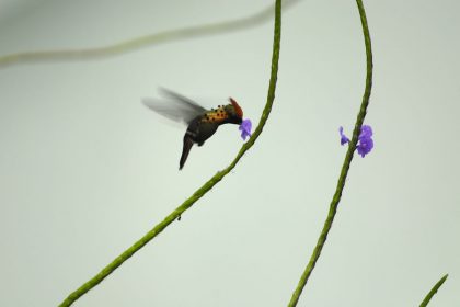 Tufted Coquette (Lophornis ornatus)