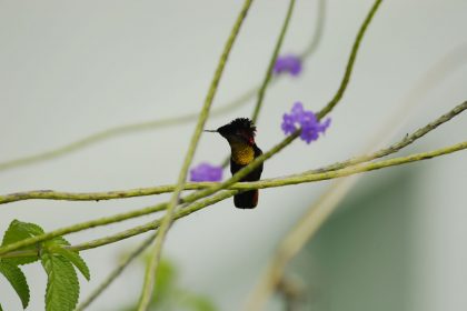 Tufted Coquette (Lophornis ornatus)