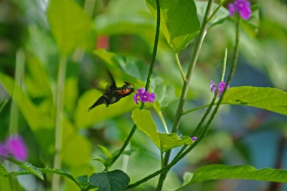Tufted Coquette (Lophornis ornatus)