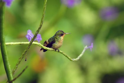 Tufted Coquette (Lophornis ornatus)