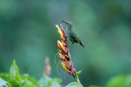 Purple Honeycreeper (Cyanerpes caeruleus)